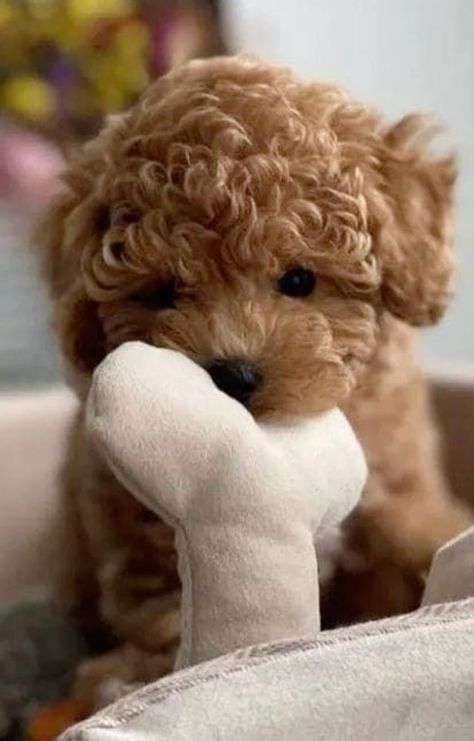 Cuccioli che Passione Milano: la socializzazione nei primi tre mesi di vita