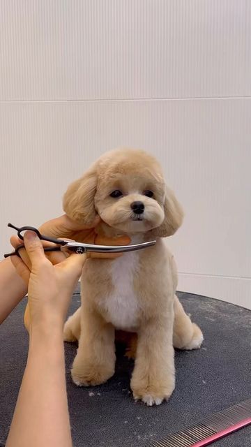 Toelettatura del Maltipoo: la testa a orsetto